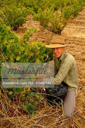 Person Picking Grapes Barossa Valley, South Australia Australia