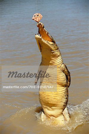 Krokodil Fütterung Northern Territory, Australien