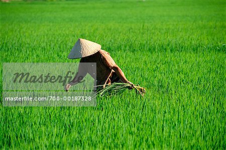 Woman Working in Rice Field Nha Trang, Vietnam