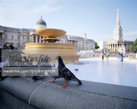 Pigeons at City Square Trafalgar Square Westminster London, England