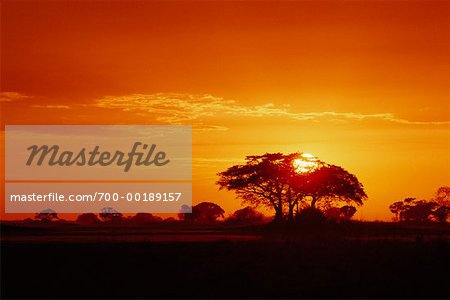 Sunrise Kafue Nationalpark Sambia, Afrika