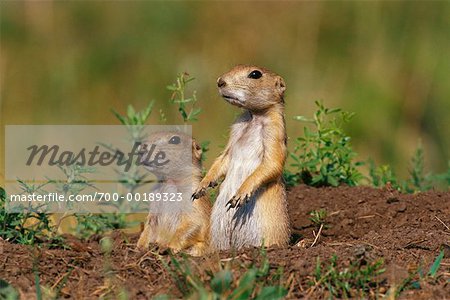 Chien de prairie