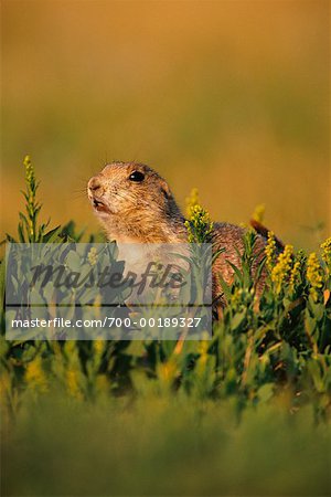 Prairie Dog