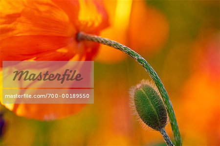 Oriental Poppy