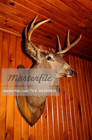 Deer Head on Wall