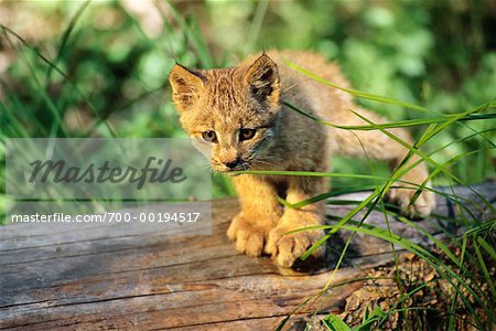 Luchs Kitten Montana, USA