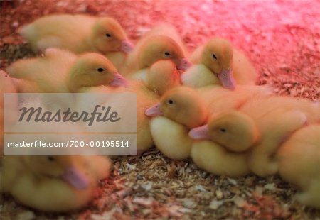 Group of Ducklings