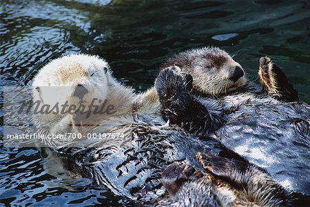 Sea Otters