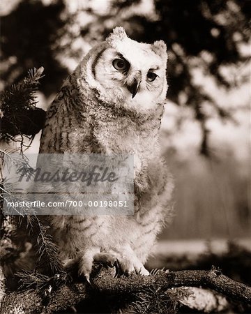 Great Horned Owl