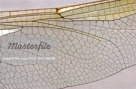 Close-Up of Dragonfly Wing