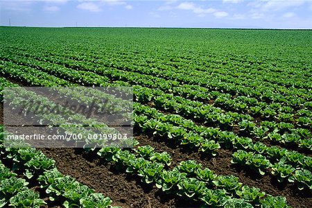 Field of Cabbages Salinas County, California USA