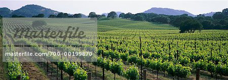 Vineyard Napa Valley, California, USA