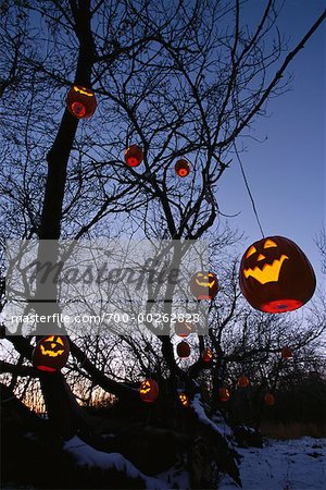 Pumpkins on a Tree Branches