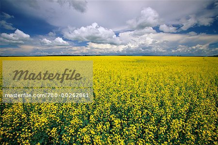 Overview of Canola Field