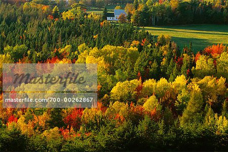 Forest in Autumn