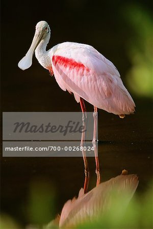 Roseate Spoonbill Everglades Flamingo, Florida USA