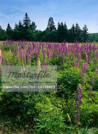 Lupins in Meadow Acadia National Park Maine USA