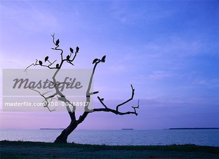 Silhouette de vautours assis dans un arbre mort