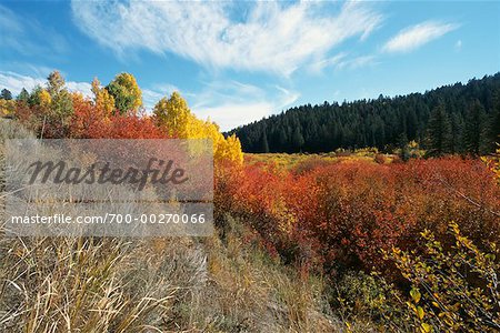 Forêt et arbustes gros trou montagnes Idaho USA