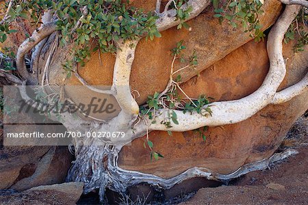 Tree Clinging to Boulder Namibia Africa