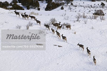 Group of Mule Deer