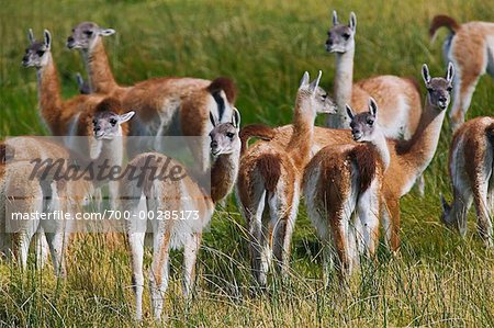 Guanacos