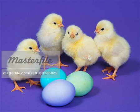 Küken mit farbigen Eiern