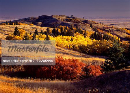 Automne Sunrise Cypress Hills Provincial Park (Alberta), Canada