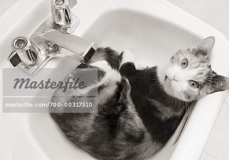 Katze sitzt im Waschbecken