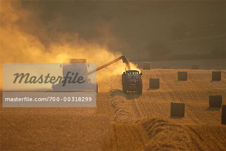 Farm Machinery récolte blé