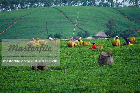 Travailleurs sur Tea Plantation en Afrique du Sud