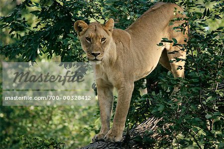 Lionne en arbre, Botswana, Afrique