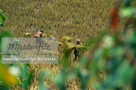 Männer in Reis Feld Madagaskar