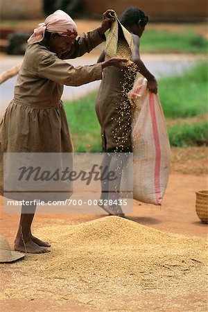 Women Preparing Rice Madagascar