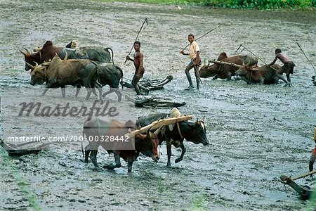 Oxen Ploughing Rice Field Madagascar