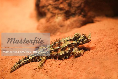 Dornige Teufel Eidechse Northern Territory, Australien