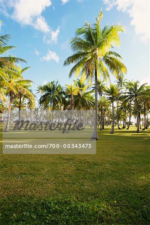 Palmiers, Polynésie française