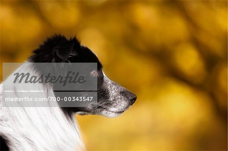 Portrait d'un chien
