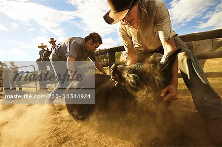 Zwei Menschen-Kalb-Wrestling