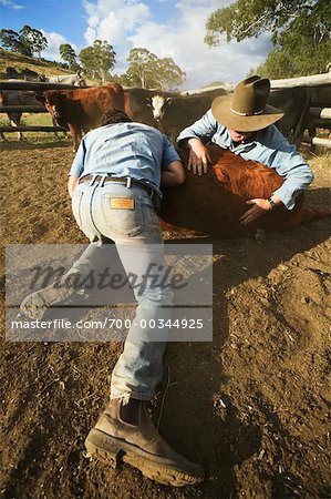 Zwei Menschen-Kalb-Wrestling