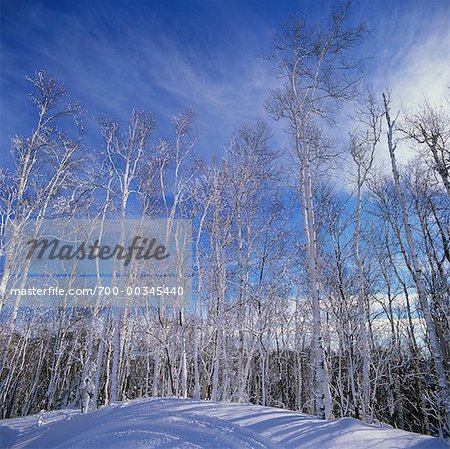 Trees in Winter