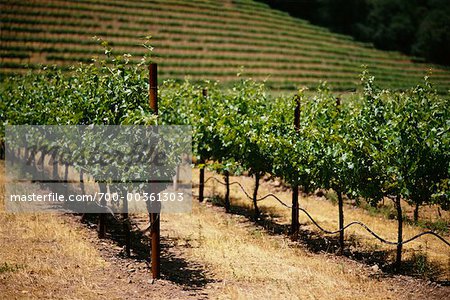 Vineyard Napa Valley, California