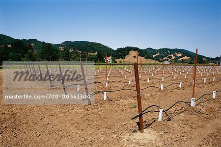 Vignoble de Napa Valley, Californie, USA