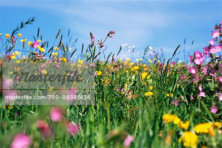 Gros plan de fleurs sauvages