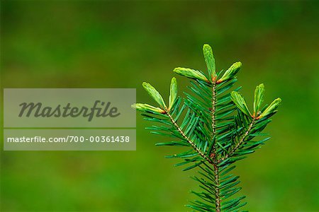 Buds on Balsam Fir