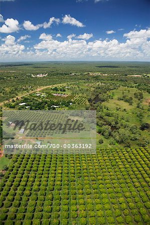 Vue d'ensemble de mangue Plantation Katherine, territoire du Nord, Australie