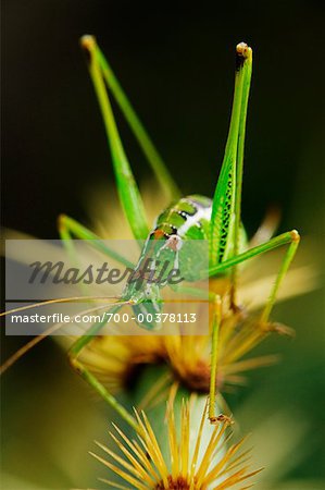 Grasshopper longues corne
