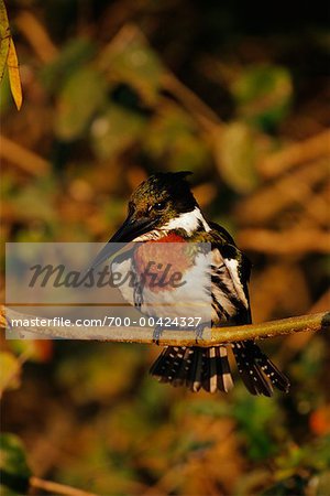 Amazon Kingfisher, Pantanal, Brazil