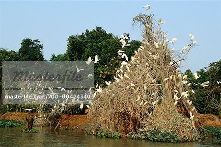 Cattle Egrets at Roost