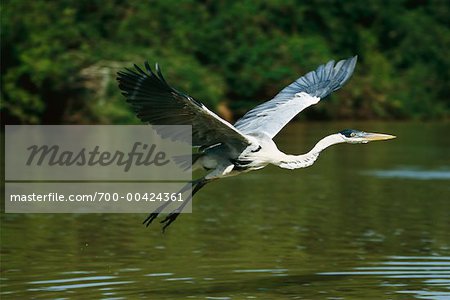 Cocoi Heron, Pantanal, Brazil